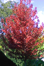 blaze maple autumn tree