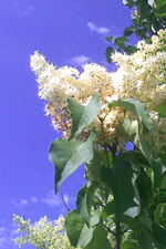 Ivory Silk Lilac Tree