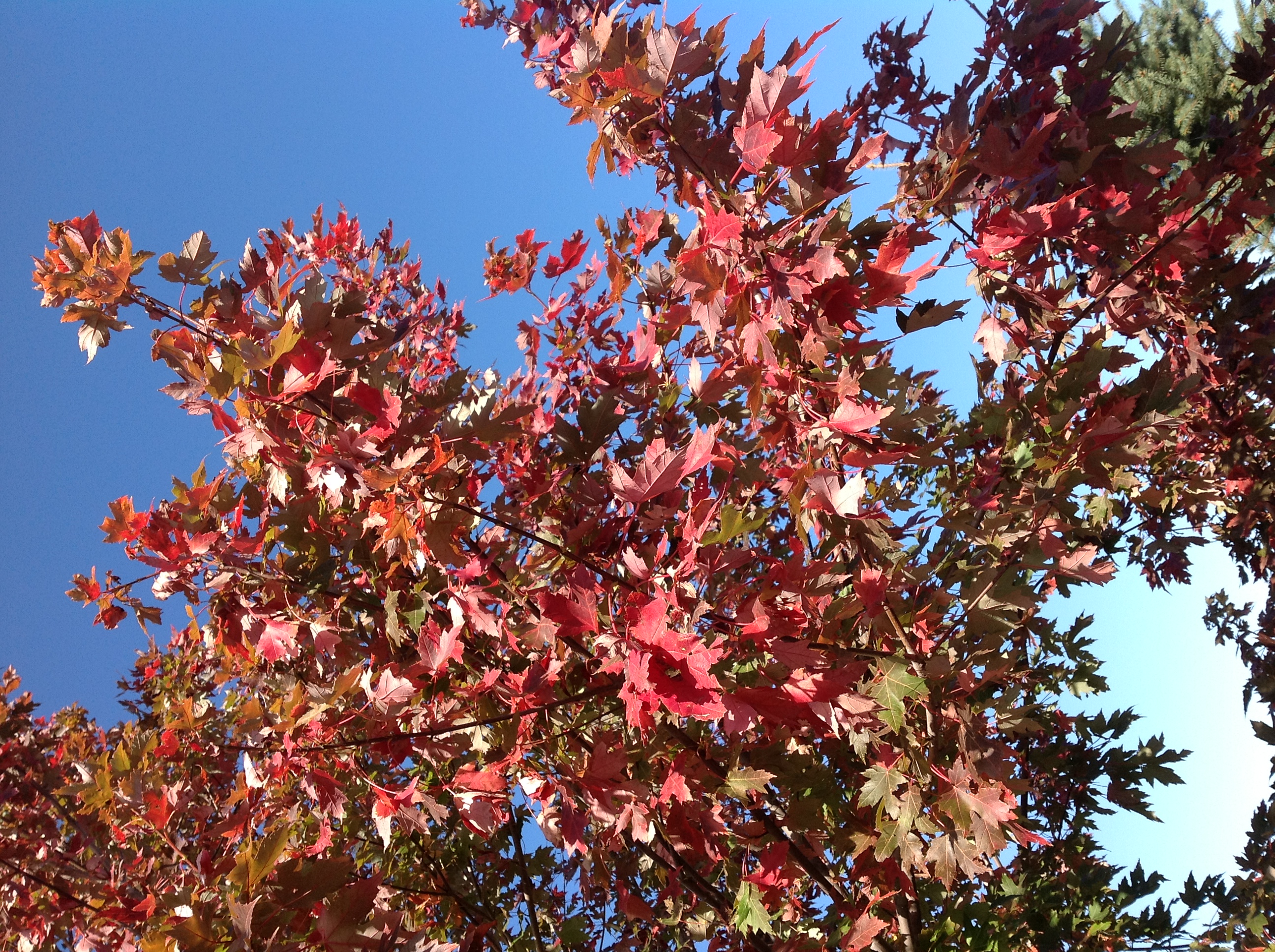 autumn blaze maple trees