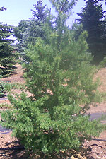Tamarack Pine Tree