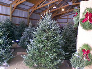 Christmas Tree Lot